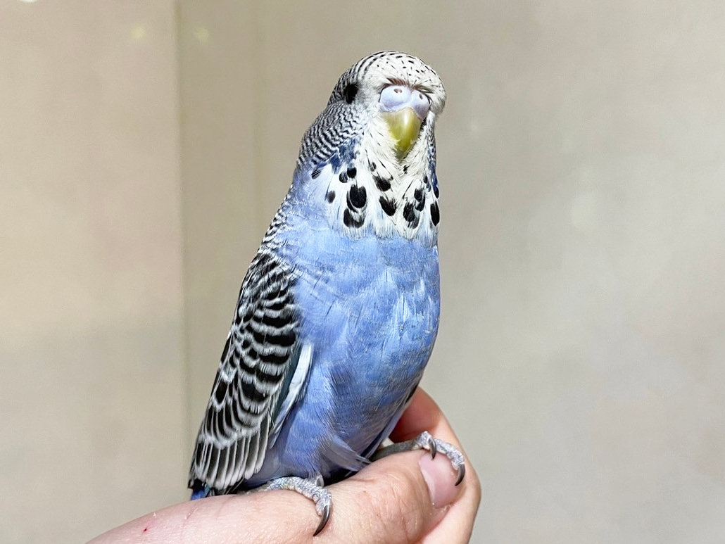 ♯Kyi21IO完熟!バナナインコフルコンプ12種 ♯Kyi21IO完熟!バナナインコフルコンプ12種 - メルカリ